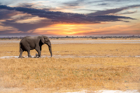 Elephant at Etosha National Park, Namibiaの写真素材