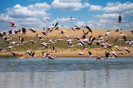 Flamingos in the Camargue, South of Franceの写真素材