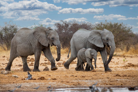Elephants in Chobe National Park, Botswana, Africaの写真素材