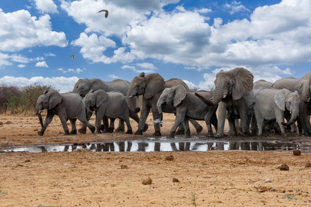 Elephant at Etosha National Park, Namibiaの写真素材