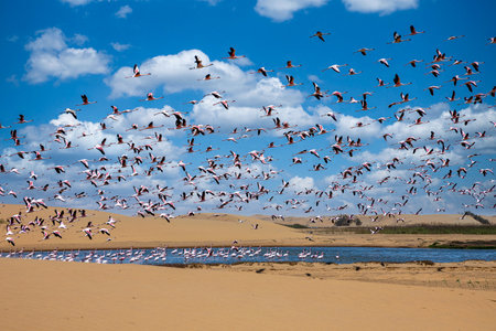 Flamingos at bird paradise, walvis bay, namibiaの写真素材