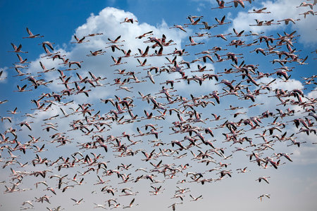 Flamingos flying in a blue sky, Camargue, Franceの写真素材