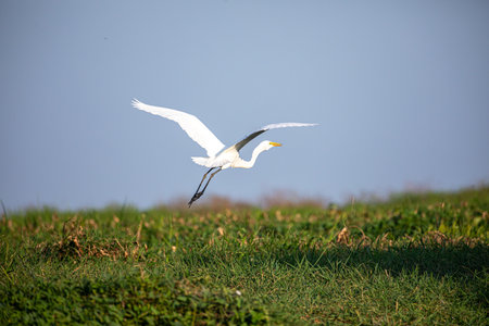 Great Egret in mompox Colombiaの写真素材