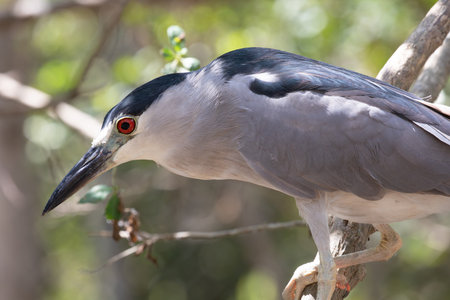 night heron in costa ricaの写真素材
