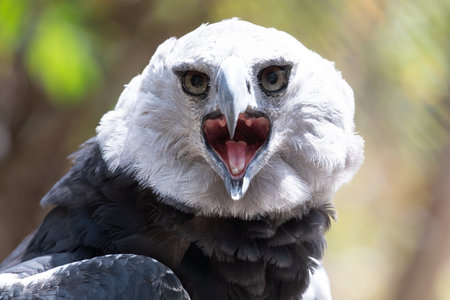 Harpy Eagle in Columbia South Americaの写真素材