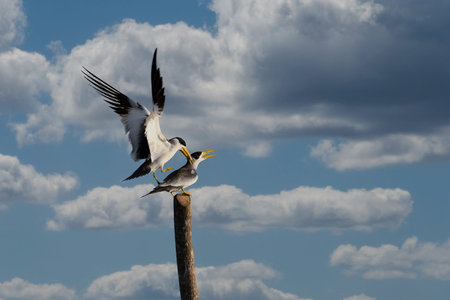 Large billed tern in mompox Colombia