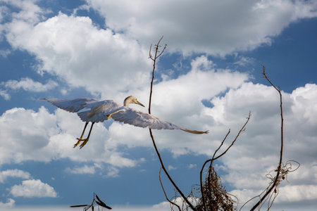 Great Egret in Mompox Colombia.tifの写真素材
