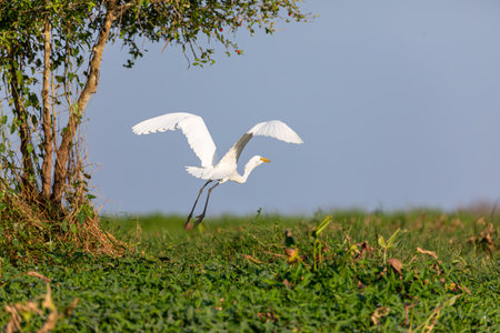Great Egret in mompox Colombiaの写真素材