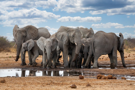 Elephants in etosha national park namibiaの写真素材