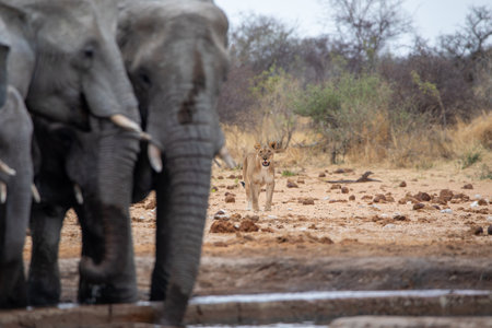 Elephants with lion in etosha national park namibia.の写真素材