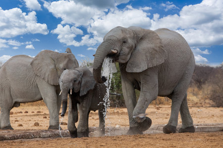 Elephants in etosha national park namibiaの写真素材