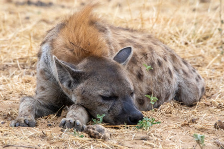 Hyena in etosha national park namibiaの写真素材