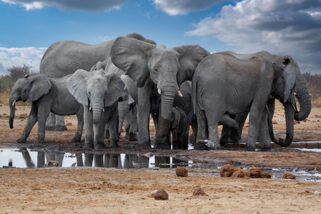 Elephants in etosha national park namibiaの写真素材