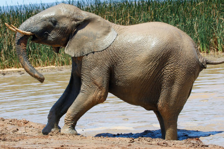African elephant (Loxodonta africana) at a waterhole
