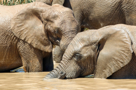 Elephants in Chobe National Park, Botswana, Africaの写真素材