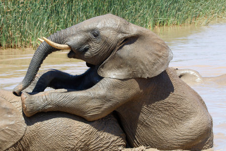 Elephant in ethosa national park, Namibiaの写真素材