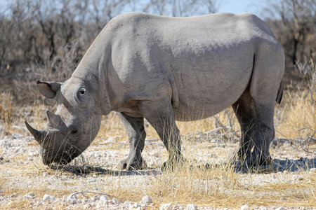 Rhino in ethosa national park, Namibiaの写真素材