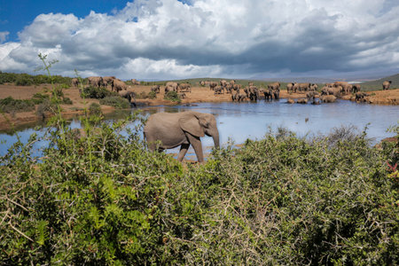 Elephants at addo national park, South africaの写真素材