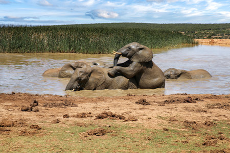 Elephants in Addo National Park, South Africaの写真素材
