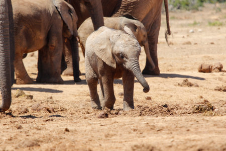 Elephants in Addo National Park, South Africaの写真素材
