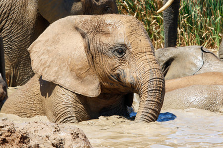 Elephants in Addo National Park, South Africaの写真素材
