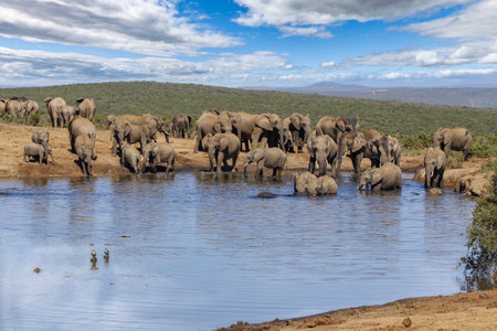 Elephants at addo national park, South africaの写真素材