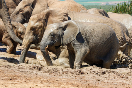 Elephants in Addo National Park, South Africaの写真素材