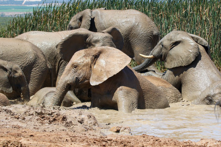 Elephants bathing in a mud bath in the Chobe National Park, Botswanaの写真素材