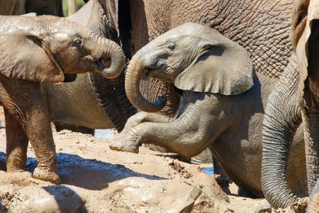 Elephants in Addo National Park, South Africaの写真素材