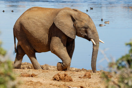 Elephant in Chobe National Park, Botswana, Africa.の写真素材