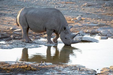White rhinoceros at waterhole in Chobe National Park, Botswana, Africaの写真素材