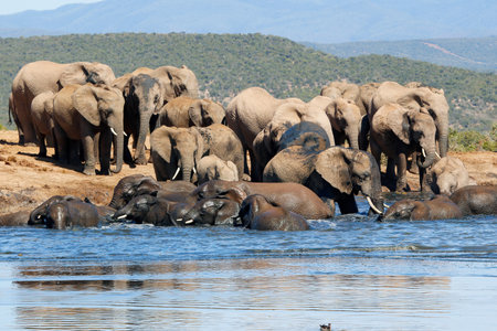 Herd of African Elephants (Loxodonta africana) bathing in a river, South Africaの写真素材