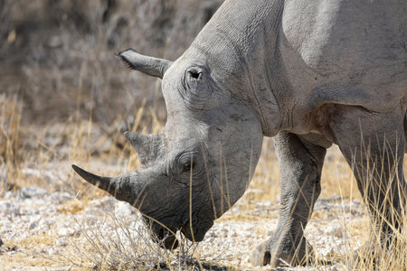 White Rhinoceros in Etosha National Park, Namibiaの写真素材