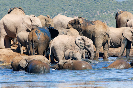 Elephants at a waterhole in Chobe National Park, Botswana, Africaの写真素材