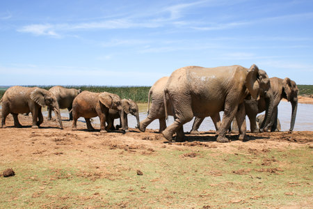 Elephants in Chobe National Park, Botswana, Africaの写真素材