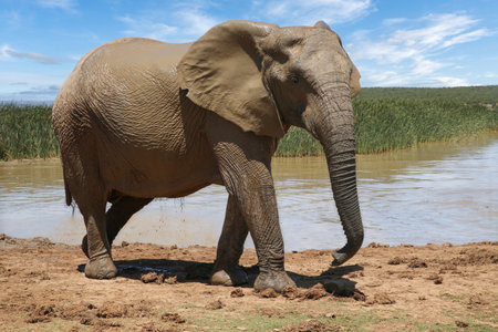 African elephant (Loxodonta africana) at the watering holeの写真素材