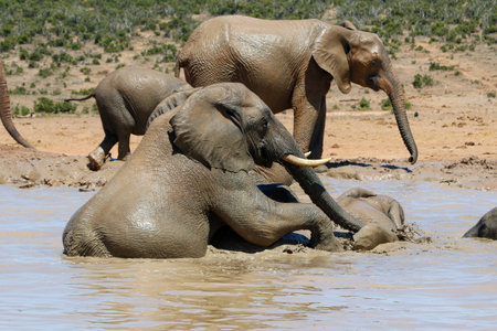Elephants in Addo National Park, South Africaの写真素材