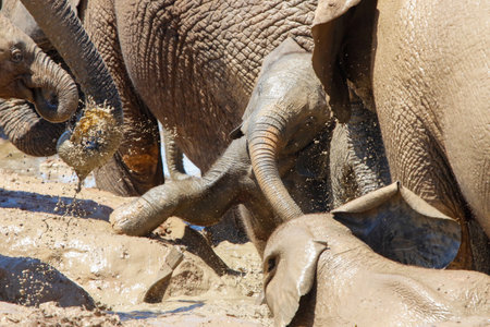 Elephants playing in a waterhole, Chobe National Park, Botswana, Africaの写真素材