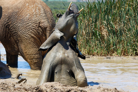 African elephant (Loxodonta africana) bathing in a waterholeの写真素材