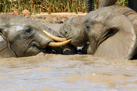 Elephants playing in the river, Chobe National Park, Botswana, Africaの写真素材