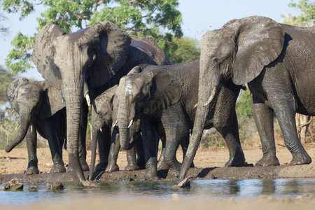 Elephants in Chobe National Park, Botswana, Africaの写真素材