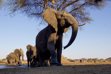 Elephants in Chobe National Park, Botswana, Africaの写真素材