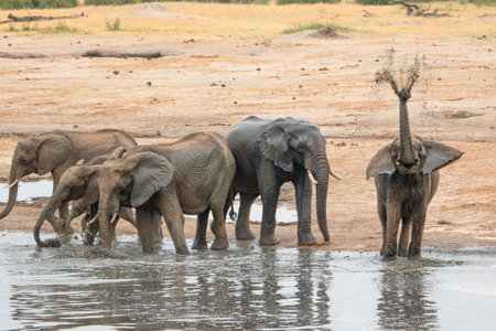 Elephants drinking water in Chobe National Park, Botswana, Africaの写真素材