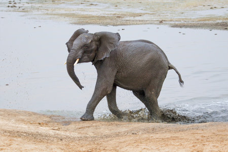 African elephant (Loxodonta africana) in waterholeの写真素材