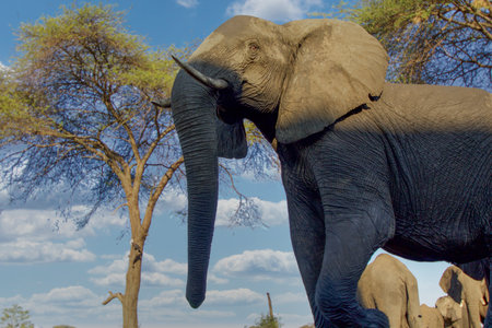 African elephant (Loxodonta africana) in Chobe National Park, Botswana, Africaの写真素材