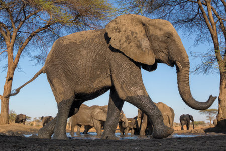 Elephants in Chobe National Park, Botswana, Africaの写真素材
