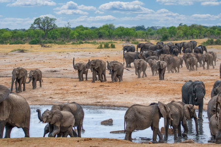 Elephants in Chobe National Park, Botswana, Africaの写真素材