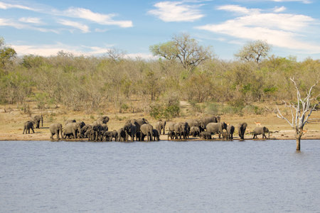Elephants in Chobe National Park, Botswana, Africaの写真素材
