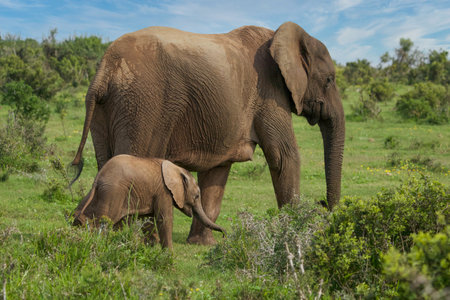 African elephant with baby in Chobe National Park, Botswana, Africaの写真素材
