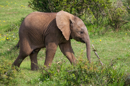 African elephant (Loxodonta africana) in Kenya, Africaの写真素材